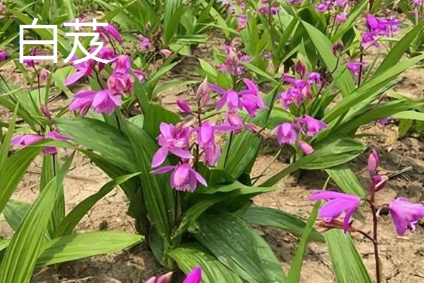 中药材推荐品种，铁皮石斛、旱半夏等品种值得考虑