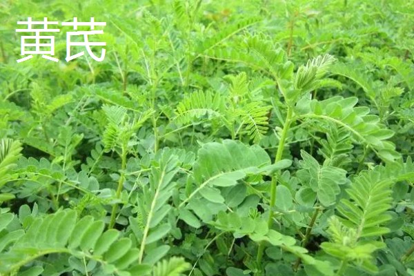 中药材推荐品种，铁皮石斛、旱半夏等品种值得考虑