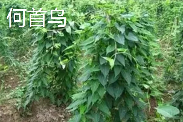 中药材推荐品种，铁皮石斛、旱半夏等品种值得考虑