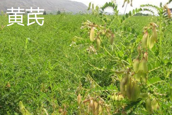 中药材推荐品种，铁皮石斛、旱半夏等品种值得考虑