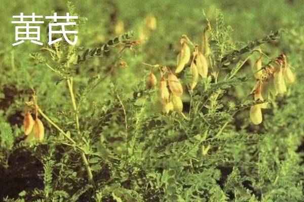 中药材推荐品种，铁皮石斛、旱半夏等品种值得考虑