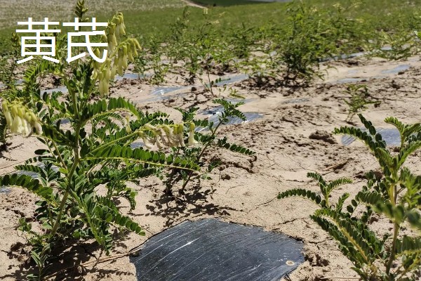 中药材推荐品种，铁皮石斛、旱半夏等品种值得考虑