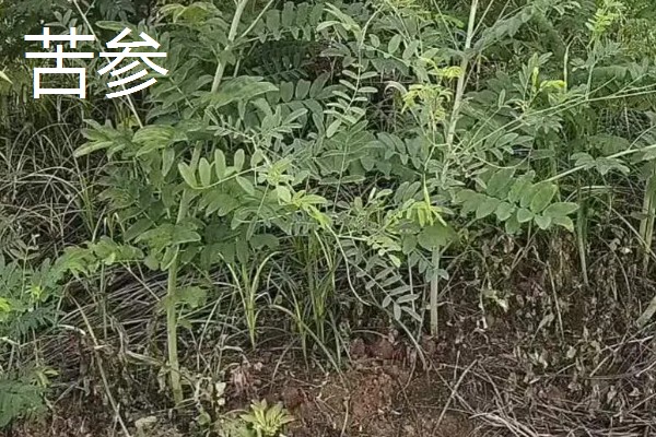 中药材推荐品种，铁皮石斛、旱半夏等品种值得考虑