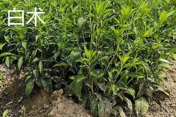 中药材推荐品种，铁皮石斛、旱半夏等品种值得考虑