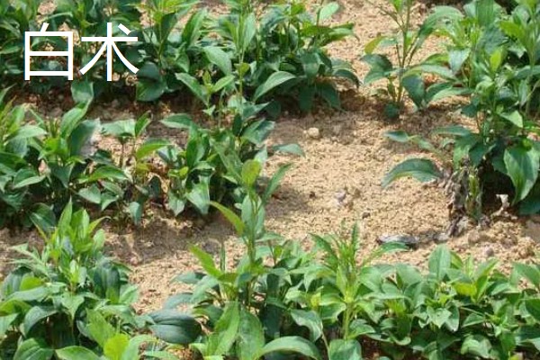 中药材推荐品种，铁皮石斛、旱半夏等品种值得考虑
