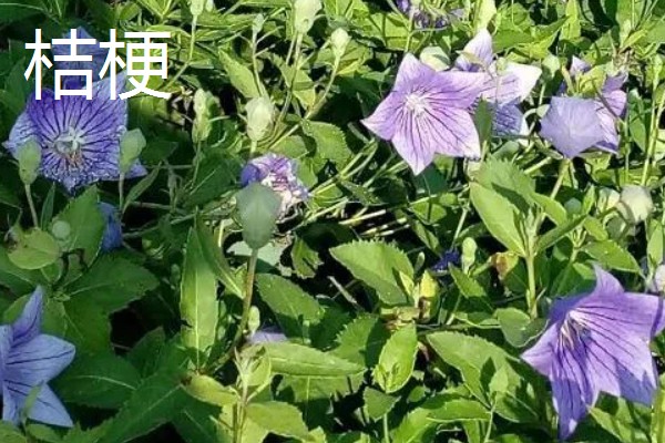 中药材推荐品种，铁皮石斛、旱半夏等品种值得考虑