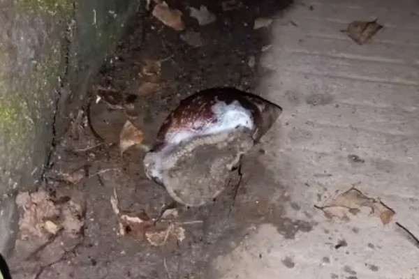非洲大蜗牛的危害，会破坏环境并感染疾病等