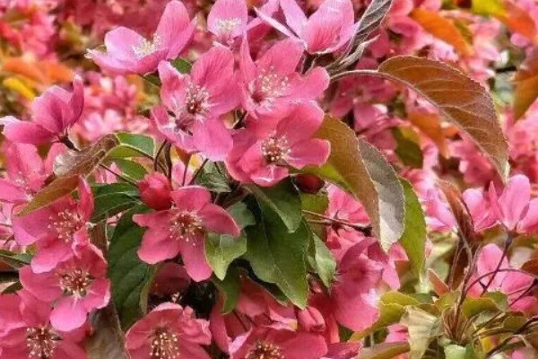 海棠花的花期在几月,是在3-5月份