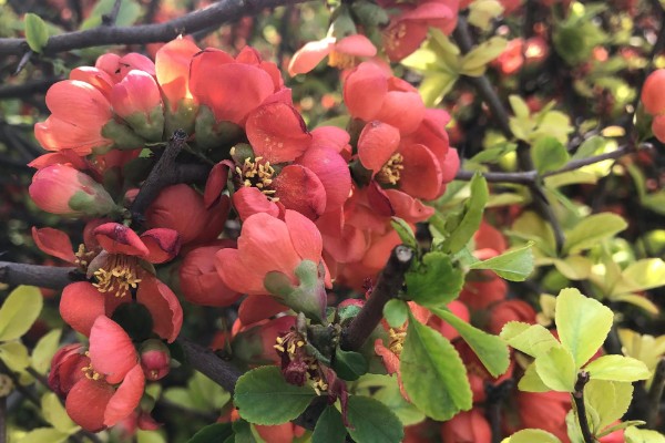 海棠花的花期在几月,是在3-5月份