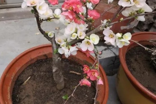 海棠花的花期在几月,是在3-5月份