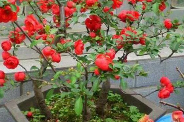 海棠花的花期在几月,是在3-5月份