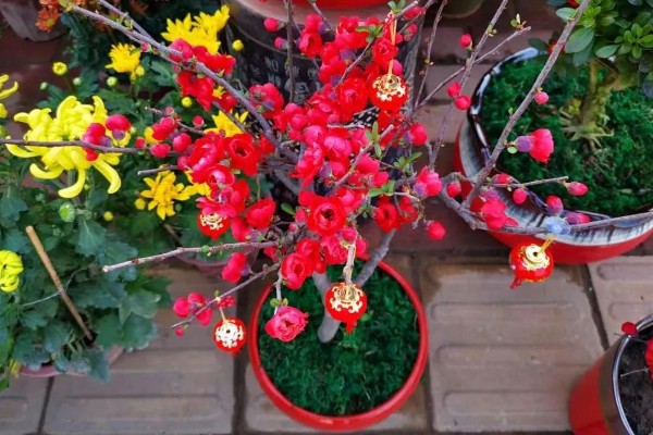 海棠花的花期在几月,是在3-5月份