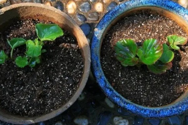 海棠花的花期在几月,是在3-5月份