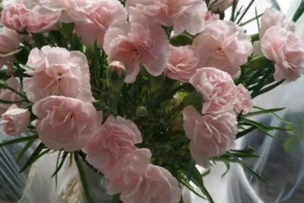 康乃馨能不能晒太阳,可以晒但不能暴晒