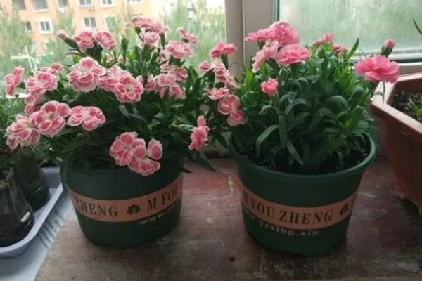 康乃馨能不能晒太阳,可以晒但不能暴晒