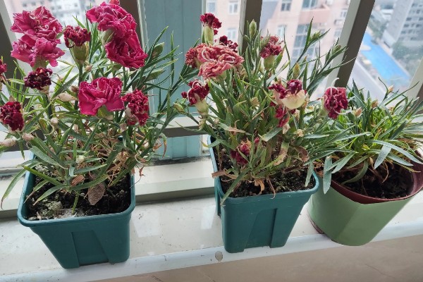 康乃馨能不能晒太阳,可以晒但不能暴晒