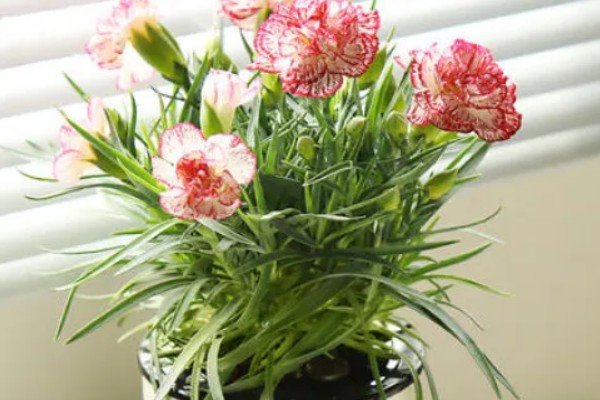 康乃馨能不能晒太阳,可以晒但不能暴晒