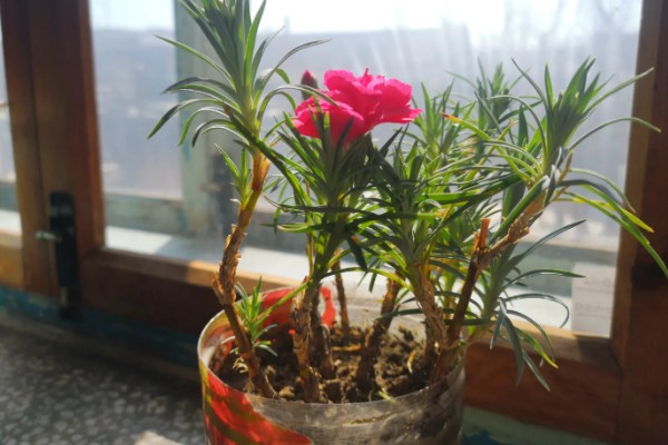 康乃馨能不能晒太阳,可以晒但不能暴晒