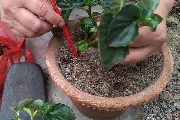 海棠花的花期在几月,是在3-5月份