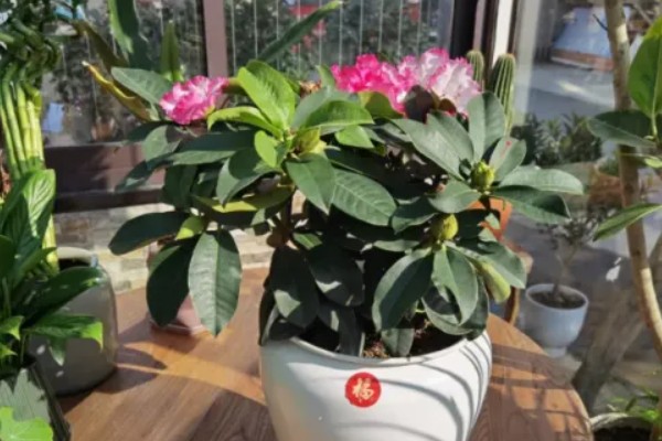 四季杜鹃花的养殖方法,喜欢光照充足的生长环境