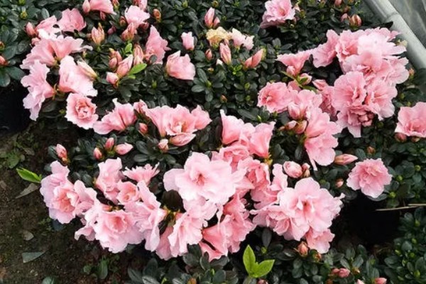 四季杜鹃花的养殖方法,喜欢光照充足的生长环境