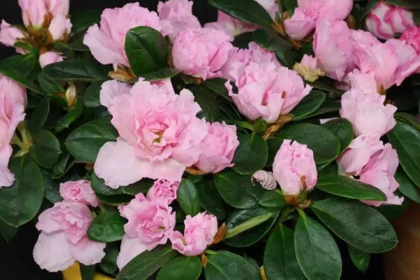 四季杜鹃花的养殖方法,喜欢光照充足的生长环境