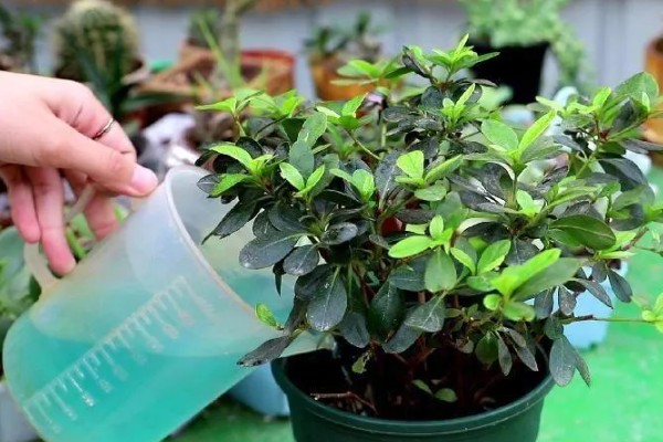 四季杜鹃花的养殖方法,喜欢光照充足的生长环境