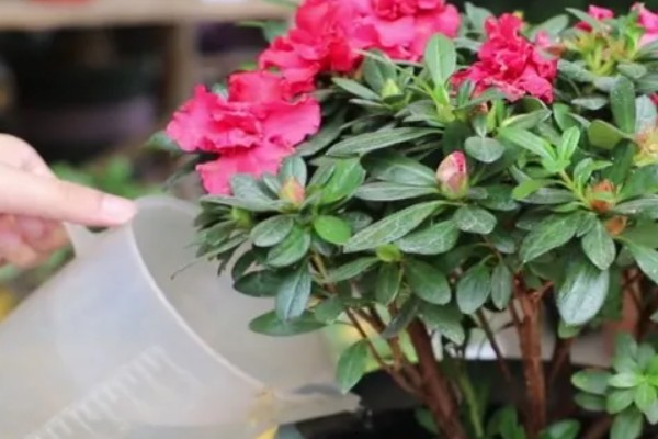四季杜鹃花的养殖方法,喜欢光照充足的生长环境