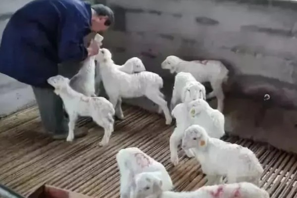 为什么羔羊要断尾，因为更易于配种