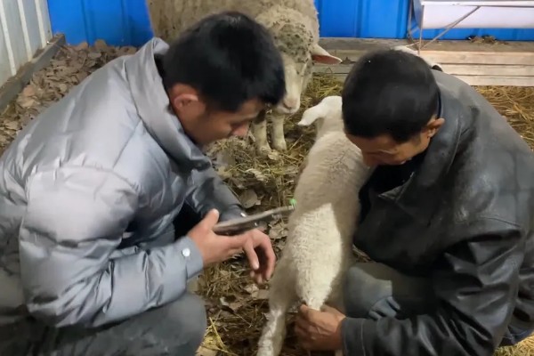 为什么羔羊要断尾，因为更易于配种