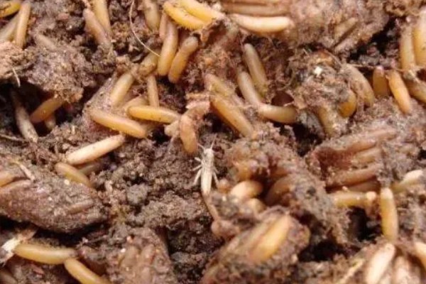 蝗虫怎么养殖，虫卵孵化时要撒播麦种为幼虫准备食物