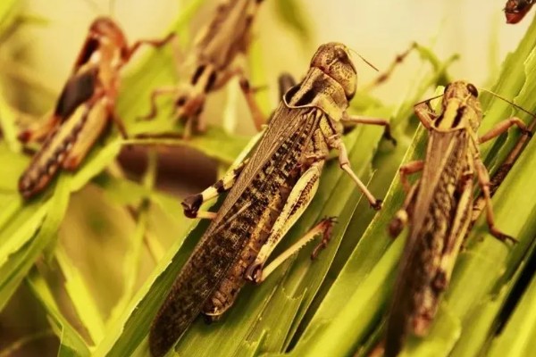 蝗虫怎么养殖，虫卵孵化时要撒播麦种为幼虫准备食物