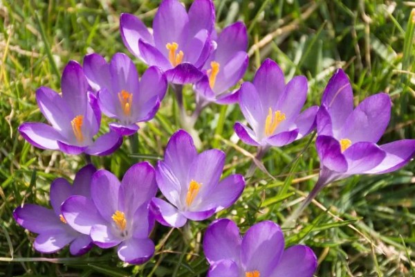 盆栽藏红花的条件，每隔3-5天给植株浇一次水