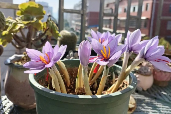 盆栽藏红花的条件，每隔3-5天给植株浇一次水