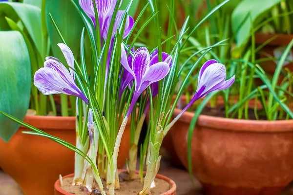 盆栽藏红花的条件，每隔3-5天给植株浇一次水