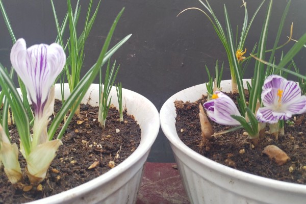 盆栽藏红花的条件，每隔3-5天给植株浇一次水