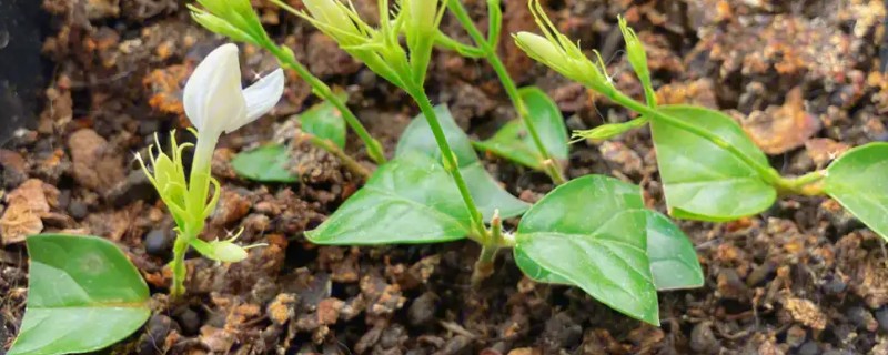 夏天怎么养扦插茉莉，要做好遮阴保护的措施