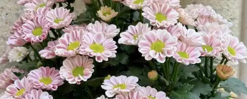 菊花冬季能不能在室外过冬，可在-5℃的环境中生存