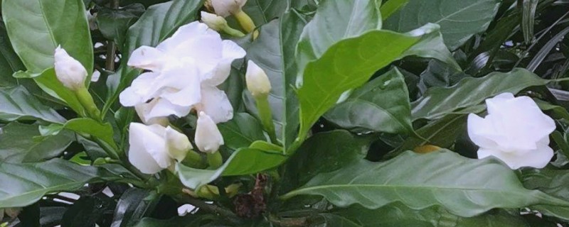 狗牙花掉花苞的原因，可能是环境不适所致
