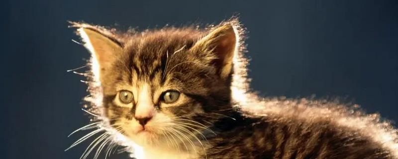 猫肠胃炎可以吃什么食物，可以吃猫罐头、羊奶粉等