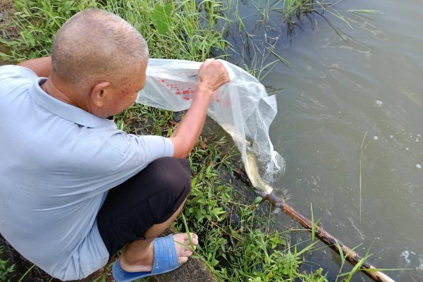 池塘养鱼的技巧，需一次施足底肥