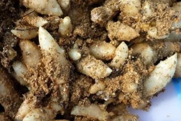天麻如何种植,最好使用生荒地种植