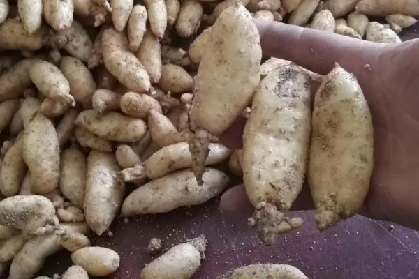天麻如何种植,最好使用生荒地种植