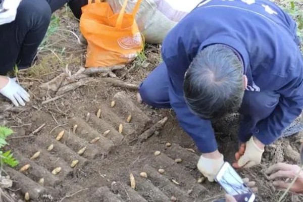 天麻如何种植,最好使用生荒地种植