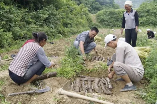 天麻如何种植,最好使用生荒地种植