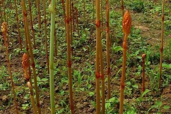 天麻如何种植,最好使用生荒地种植