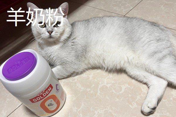 猫肠胃炎可以吃什么食物，可以吃猫罐头、羊奶粉等