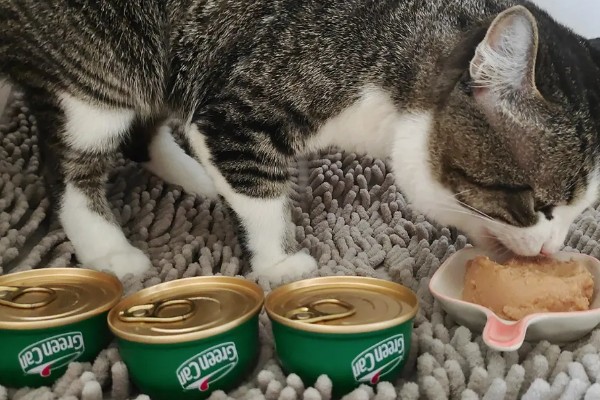猫肠胃炎可以吃什么食物，可以吃猫罐头、羊奶粉等