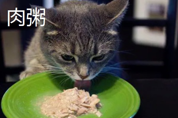 猫肠胃炎可以吃什么食物，可以吃猫罐头、羊奶粉等
