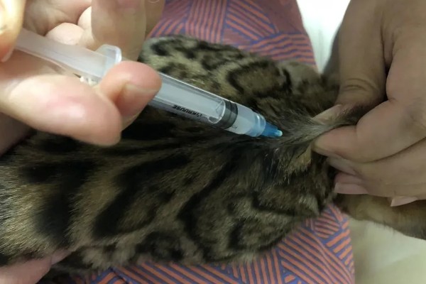 猫肠胃炎可以吃什么食物，可以吃猫罐头、羊奶粉等